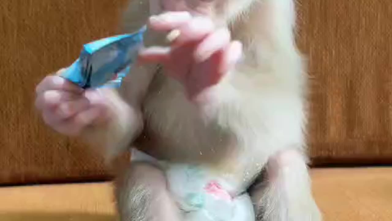 "Monkey Eats Chocolate for the First Time – Best Reaction Ever! 🍫🐵"