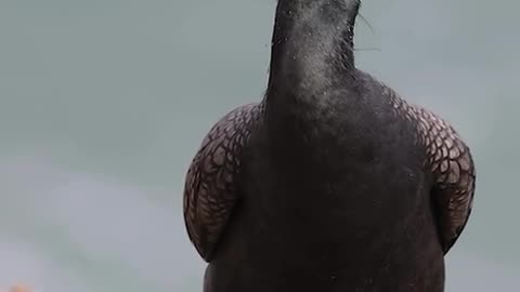 Crested cormorant