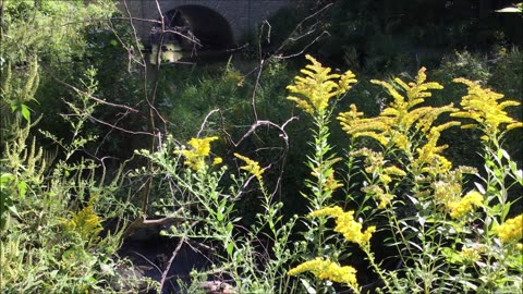 Warmth And Light Canadian Goldenrod Sept 2022