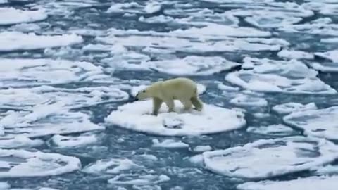 Polar bear navigating through the ocean