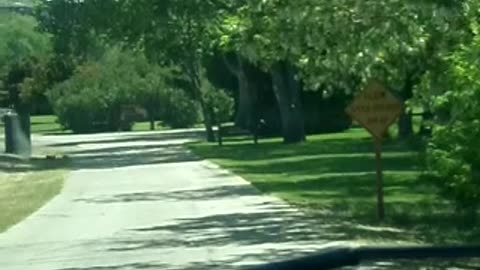 Quail running on the road, crossing