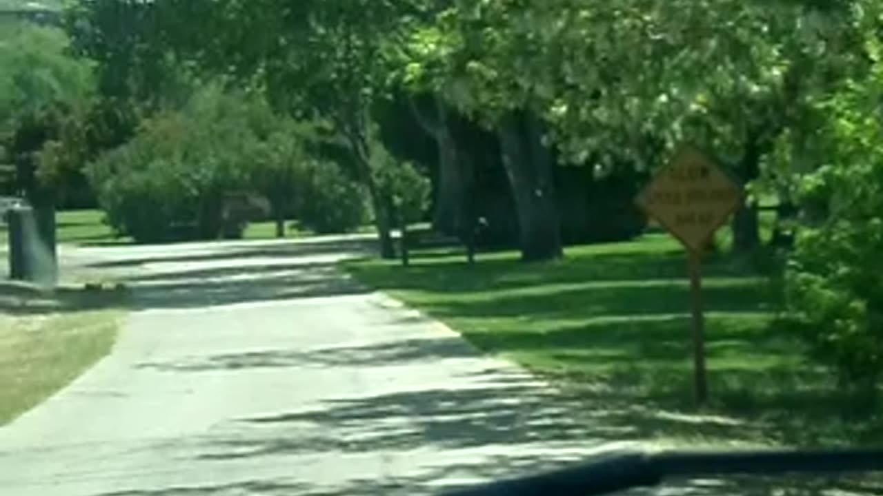 Quail running on the road, crossing