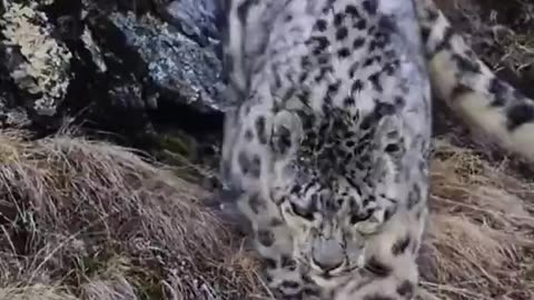 Snow Leopard