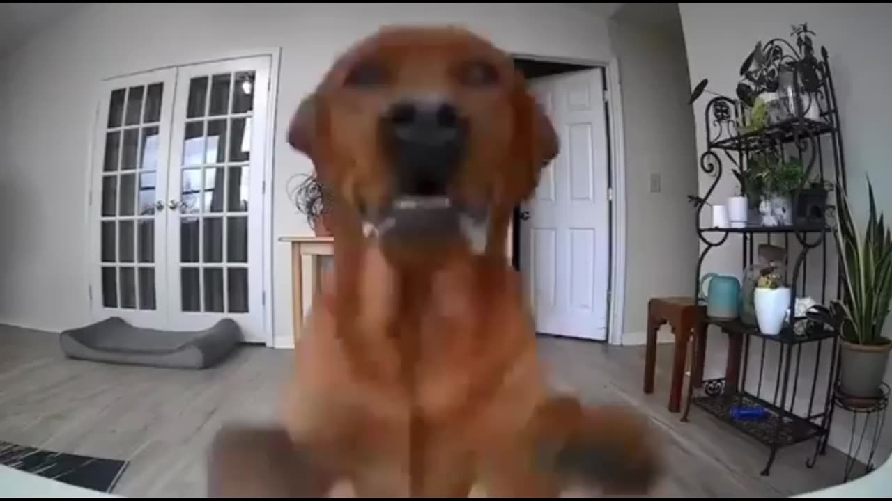 Quick Smile: Dog moves security camera so he can secretly eat food on the table