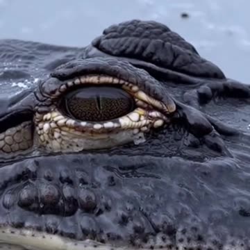 American Alligators in a State of Brumation (Frozen in Ice)