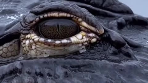 American Alligators in a State of Brumation (Frozen in Ice)