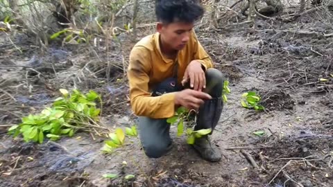 Mangrove survival is no easy feat. Witness the amazing adaptations that allow these creatures to thrive in the face of constant struggle and limited resources.