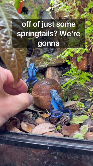 Two Course Meal - Poison Dart Frogs!