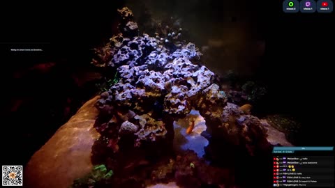 24/7 Real Live Reef Stream