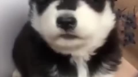 Baby husky howling cute 😍