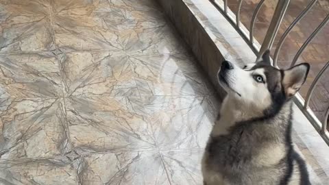 Nonchalant Husky Refuses to Fall for Treat Trick
