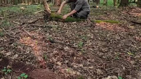Cooking in the Treehouse: Forest Pasta Night!