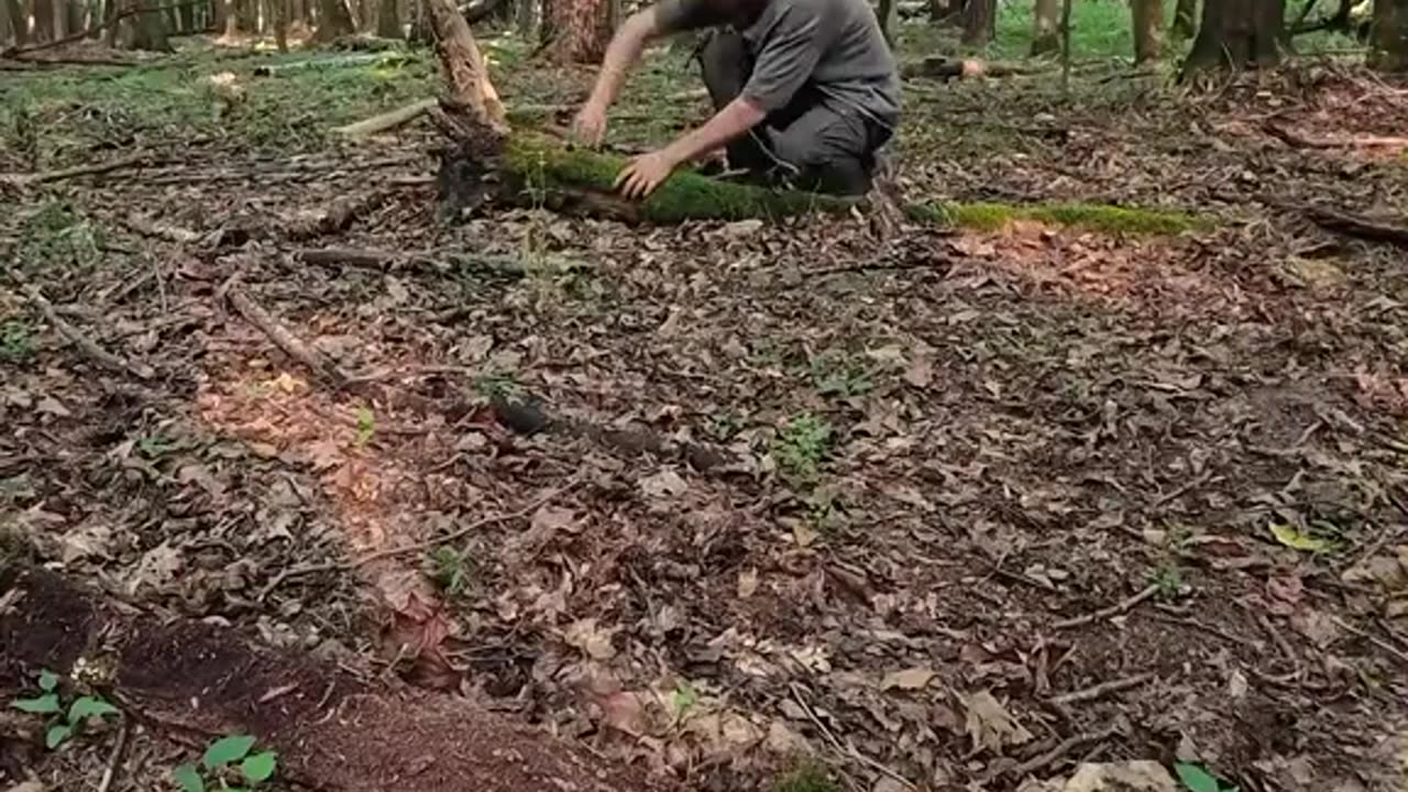 Cooking in the Treehouse: Forest Pasta Night!