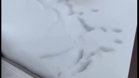 Cat snow mix