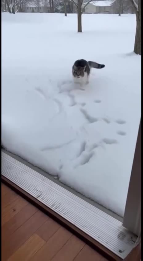 Cat snow mix