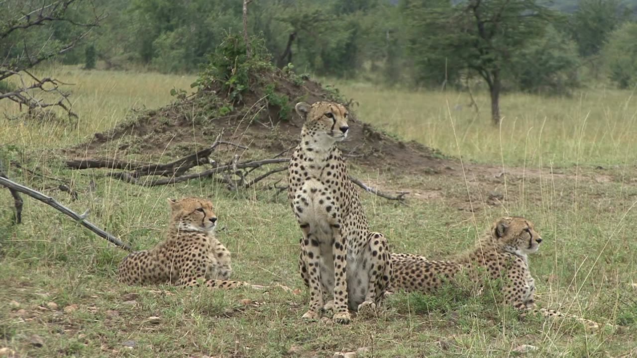 Cheetah vs Human Invention: The Ultimate Off-Road Race!