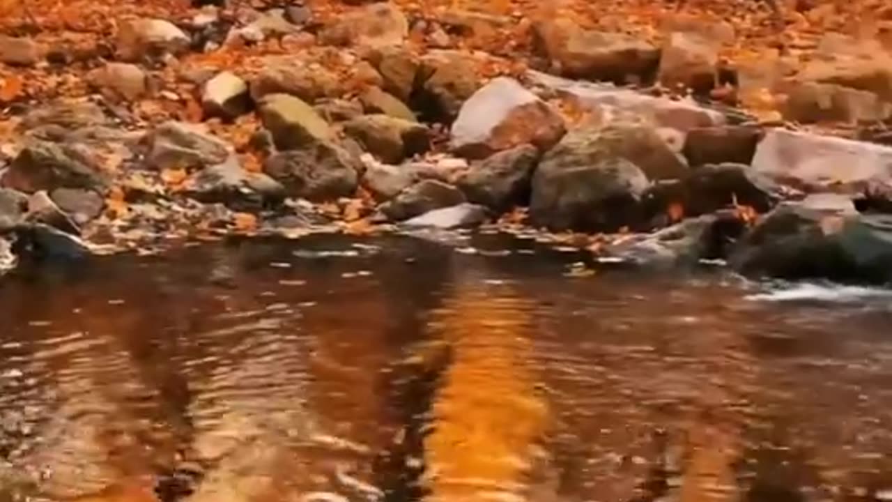 Nature photography Beautiful view video nature Beautiful nature scenes