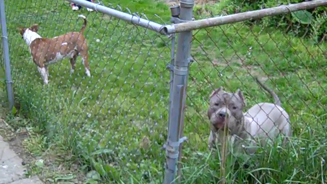 Check out This Beautiful Blue Pit bull while we