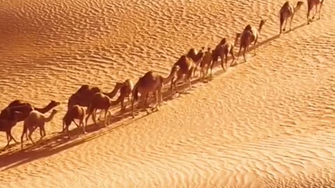 Desert Life: What Really Lives in the Sand?"