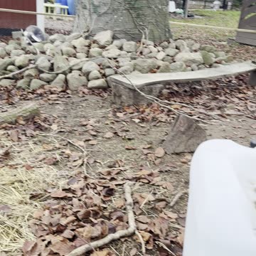 our bunnies watching the sunset 🌅🐇