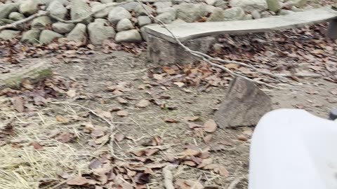 our bunnies watching the sunset 🌅🐇