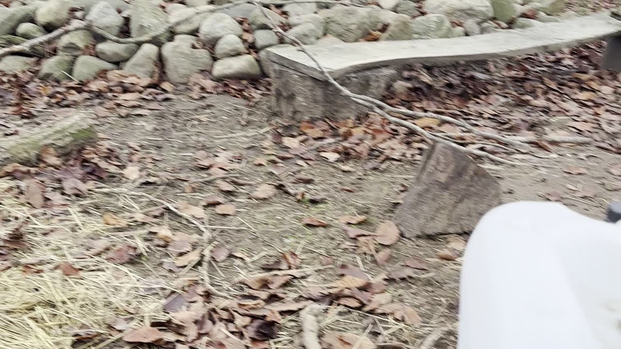 our bunnies watching the sunset 🌅🐇