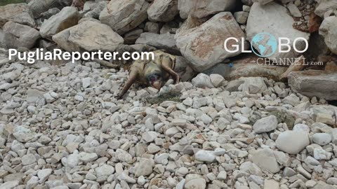 Large specimen of a loggerhead sea turtle (Caretta caretta) was found dead on an Italian beach