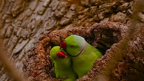 Beautiful Rose-ringed parakeet