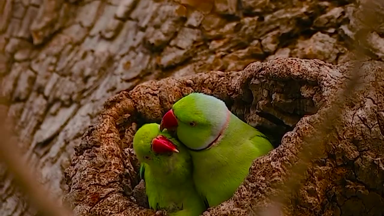 Beautiful Rose-ringed parakeet