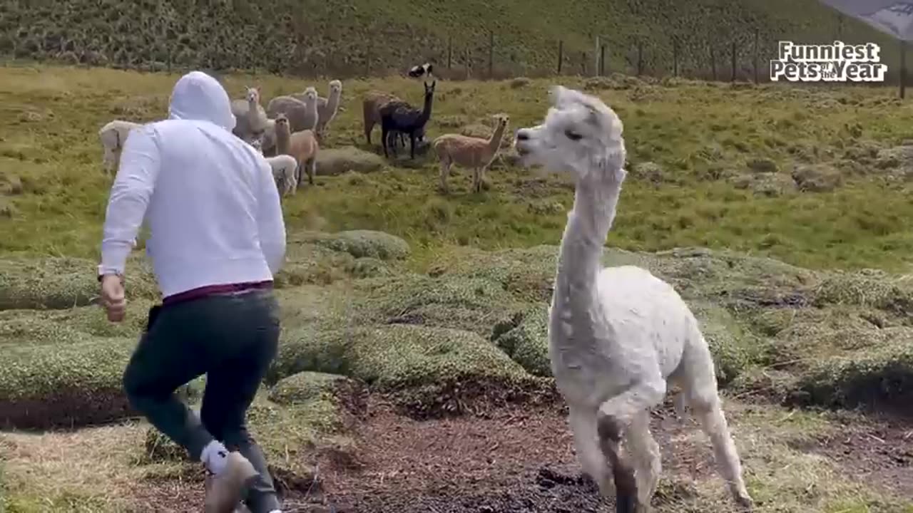 The funniest Pet videos of the year