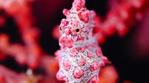 A bright seahorse.