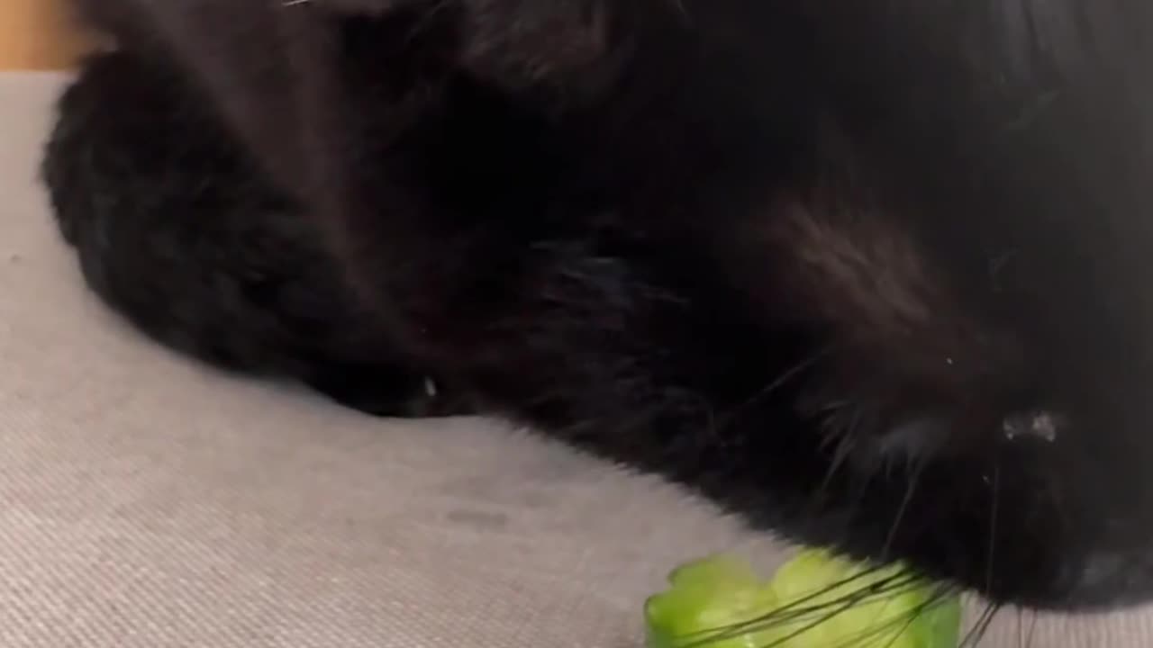 Cat Cronches Cucumber Salad