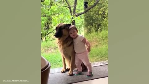 Huge German Shepherds Protect Baby As If It's Their Sibling