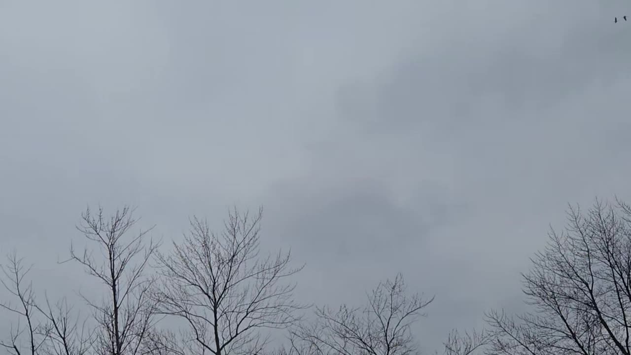 Thousands Of Crane In Great Migration