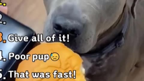 "I love Treats" Song