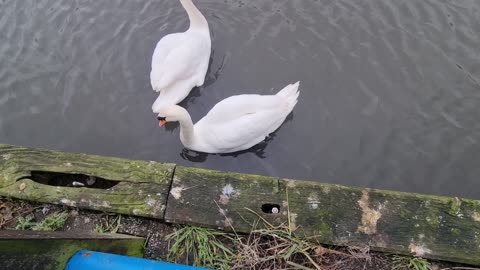 Nice Mute Swan Couple In Great Britain