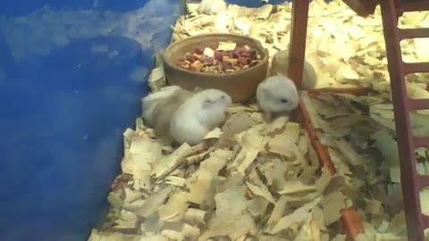 Lots of hamsters doing different things on pet store , it's leisure time [Nature & Animals]