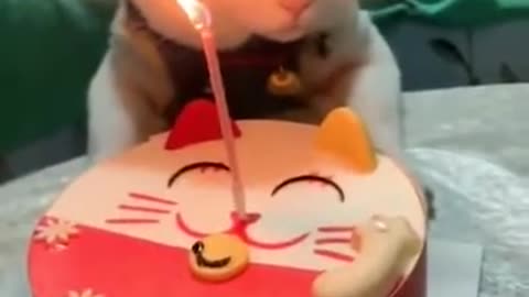 Ulang tahun kucing mirip melakan - Gembul Family - ClickHive