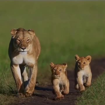 Mother lion with her cute kids