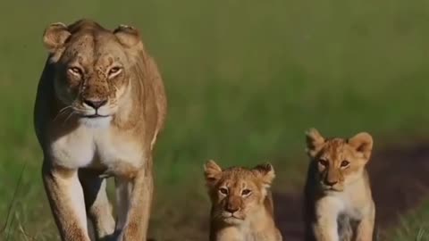 Mother lion with her cute kids