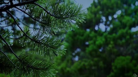 Heavy Rain Sound for Sleeping