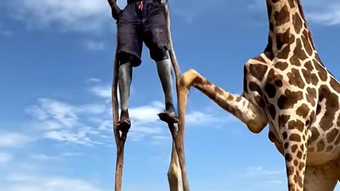 Stick Walking man attack by Giraffe