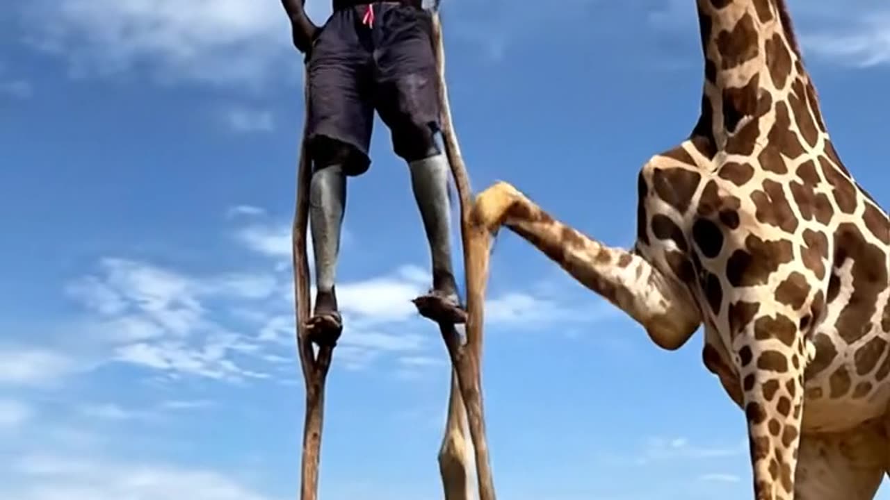 Stick Walking man attack by Giraffe