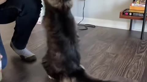Funny video
