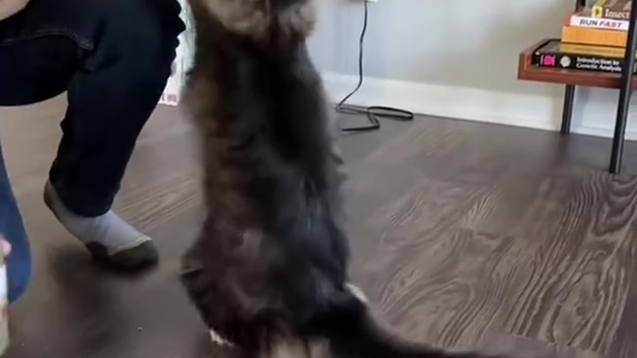 Funny video
