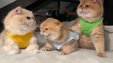 Playful Cat Tries to Start a Brawl with Grumpy Brothers on the Bed!