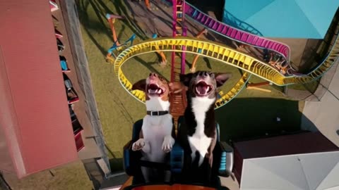 ROLLER COASTER DOGS