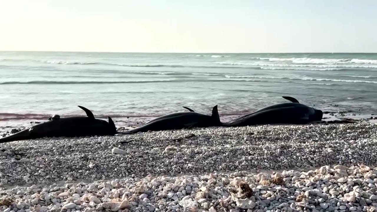 Investigation ongoing behind deaths of over 100 dolphins in Somalia