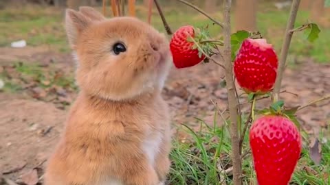 Cute bunny