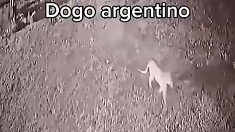 animals